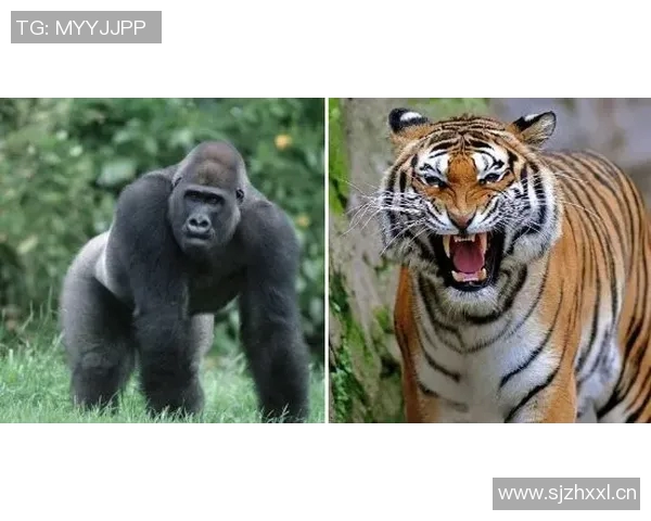 2020年火箭队与雷霆队全场精彩对决回顾与分析